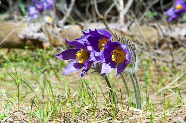 Bahar manzara. Çiçekleri içinde belgili tanımlık vahşi. Bahar çiçek Pulsatilla. Pasque çiçek ya da pasqueflower, Rüzgar çiçek, çayır bitkisi, Paskalya çiçek ve çayır anemone ortak adları dahil. 