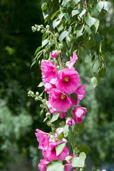 Ebegümeci çiçekler. kıllı kaynaklanıyor, pembe ya da mor çiçekler ve disk şeklinde meyve otsu bir bitki. Birkaç tür süsbitkileri yetiştirilen ve bazı yemeklik.