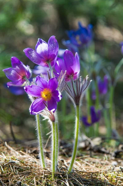Bahar manzara. Çiçekleri içinde belgili tanımlık vahşi. Bahar çiçek Pulsatilla. Pasque çiçek ya da pasqueflower, Rüzgar çiçek, çayır bitkisi, Paskalya çiçek ve çayır anemone ortak adları dahil. 