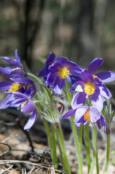 Spring Landscape Flowers Growing Wild Spring Flower Pulsatilla Common Names — Stock Photo, Image