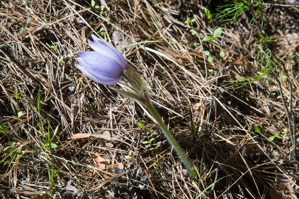 Bahar manzara. Çiçekleri içinde belgili tanımlık vahşi. Bahar çiçek Pulsatilla. Pasque çiçek ya da pasqueflower, Rüzgar çiçek, çayır bitkisi, Paskalya çiçek ve çayır anemone ortak adları dahil. 