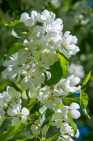 Fotos Del Paisaje Primavera Manzanos Flor —  Fotos de Stock