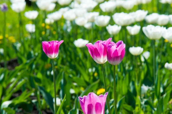 Yüksek gerilim enerji nakil hattı. Enerji ayağı. Gün batımı, şafakta. Elektrik