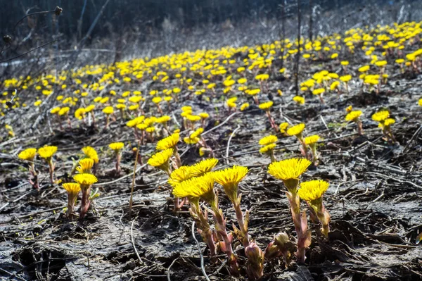 Coltsfoot bilinen Tussilago farfara bitki papatya ailesindeki groundsel kabile bir bitkidir