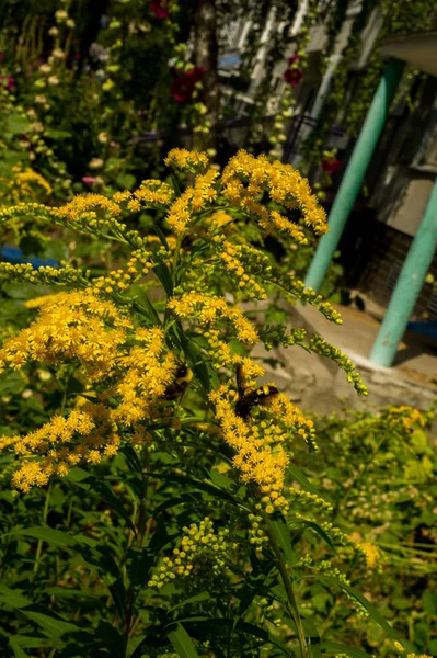 Solidago, goldenrods, yaygın olarak adlandırılan bir tür Aster, bitki ailesindeki çiçekli bitki cinsidir. Bunların çoğu çok yıllık otsu türler açık yerlerde bulundu