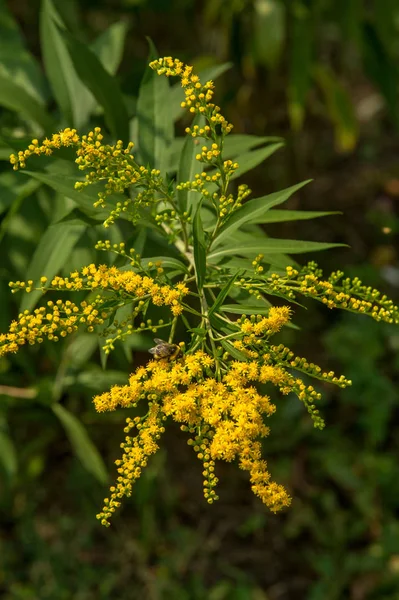 Solidago Género Botânico Pertencente Família Asteraceae Maioria Deles São Espécies — Fotografia de Stock