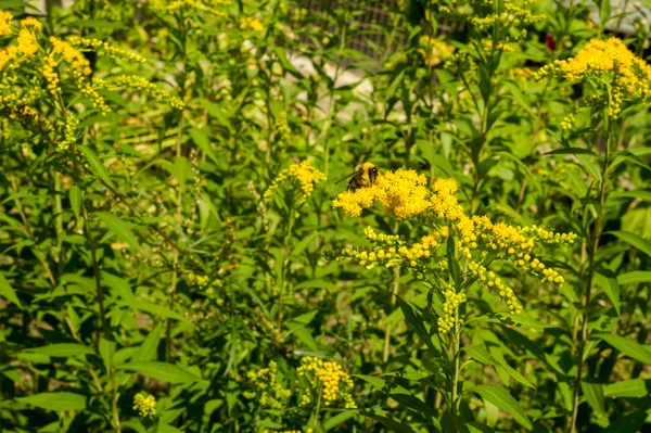 Solidago, goldenrods, yaygın olarak adlandırılan bir tür Aster, bitki ailesindeki çiçekli bitki cinsidir. Bunların çoğu çok yıllık otsu türler açık yerlerde bulundu