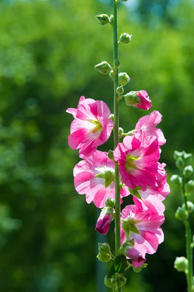 Malva Blommor Örtartad Växt Med Håriga Stjälkar Rosa Eller Lila — Stockfoto