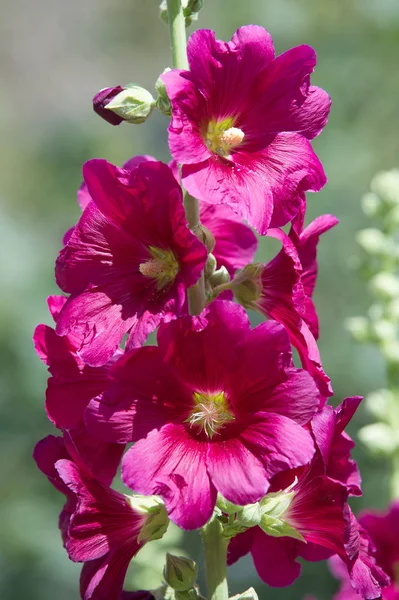 Flores Malva Uma Planta Herbácea Com Caules Peludos Flores Rosa — Fotografia de Stock