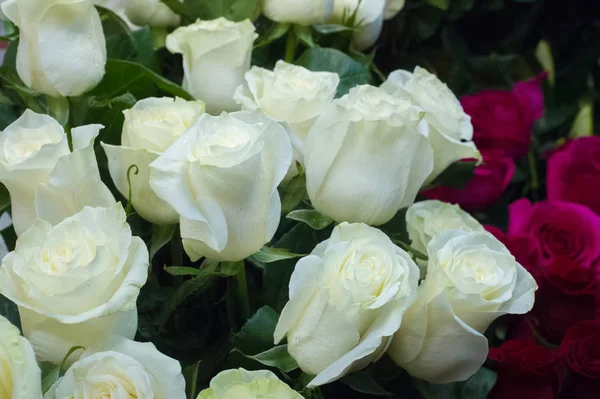 Bir buket gül fotoğraf. Bir dikenli çalı veya genellikle kırmızı, pembe, sarı veya beyaz güzel kokulu çiçekler, kuzey ılıman bölgelere yerli ayılar çalı. 