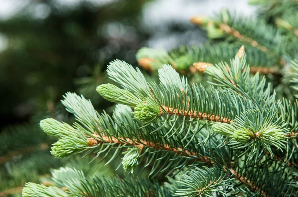 Paws of blue fir in the spring. New growth of branches of blue spruce and pine needles. Background of natural spruce branches. Photos natural background branch of blue spruce — Stock Image Paws Blue Fir Spring New Growth Branches Blue Spruce Pine Stock Photo