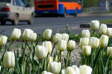Çiçek fotoğrafı. Güzel beyaz laleler flowerbed portre. Çiçek arka plan. Yaz bahçe peyzaj tasarımı.
