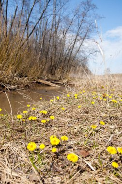 Coltsfoot bilinen Tussilago farfara bitki papatya ailesindeki groundsel kabile bir bitkidir