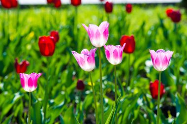 Yüksek gerilim enerji nakil hattı. Enerji ayağı. Gün batımı, şafakta. Elektrik