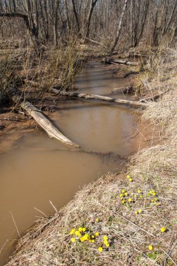 Coltsfoot bilinen Tussilago farfara bitki papatya ailesindeki groundsel kabile bir bitkidir