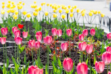 Lale otsu, çok yıllık, Avrasya ve Kuzey Afrika bir cinsidir. lily ailesinin Kupası şeklindeki cesaretle renkli çiçeklerle soğanlı bir bahar-çiçekli bitki
