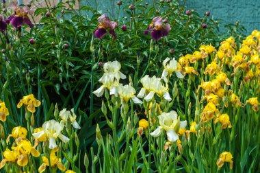 Iris bir yaklaşık 260-300, tür gösterişli çiçekli çiçekli bitki cinsidir. Yunanca kelime adını Yunan tanrıçası Iris gökkuşağının adıdır aynı zamanda bir gökkuşağı için alır.