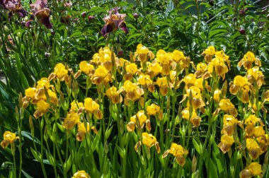 Iris bir yaklaşık 260-300, tür gösterişli çiçekli çiçekli bitki cinsidir. Yunanca kelime adını Yunan tanrıçası Iris gökkuşağının adıdır aynı zamanda bir gökkuşağı için alır.