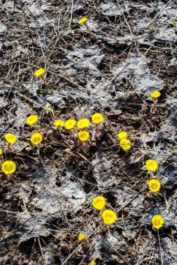 Coltsfoot bilinen Tussilago farfara bitki papatya ailesindeki groundsel kabile bir bitkidir