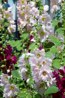 Ebegümeci çiçekler. kıllı kaynaklanıyor, pembe ya da mor çiçekler ve disk şeklinde meyve otsu bir bitki. Birkaç tür süsbitkileri yetiştirilen ve bazı yemeklik.