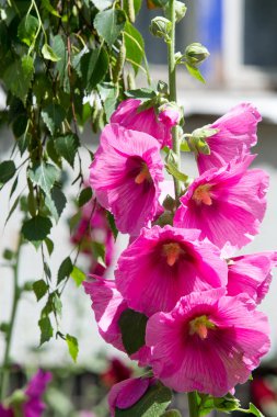 Ebegümeci çiçekler. kıllı kaynaklanıyor, pembe ya da mor çiçekler ve disk şeklinde meyve otsu bir bitki. Birkaç tür süsbitkileri yetiştirilen ve bazı yemeklik.