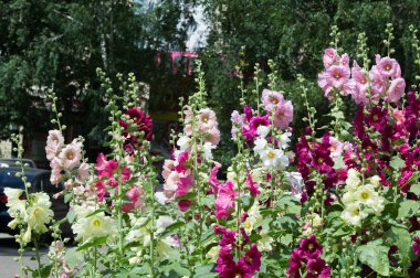 Ebegümeci çiçekler. kıllı kaynaklanıyor, pembe ya da mor çiçekler ve disk şeklinde meyve otsu bir bitki. Birkaç tür süsbitkileri yetiştirilen ve bazı yemeklik.