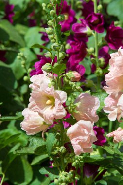 Ebegümeci çiçekler. kıllı kaynaklanıyor, pembe ya da mor çiçekler ve disk şeklinde meyve otsu bir bitki. Birkaç tür süsbitkileri yetiştirilen ve bazı yemeklik.