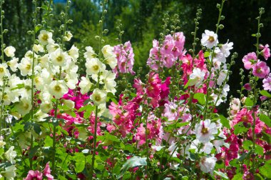 Ebegümeci çiçekler. kıllı kaynaklanıyor, pembe ya da mor çiçekler ve disk şeklinde meyve otsu bir bitki. Birkaç tür süsbitkileri yetiştirilen ve bazı yemeklik.