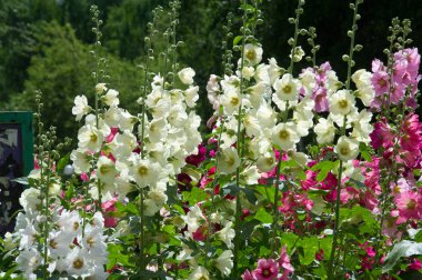 Ebegümeci çiçekler. kıllı kaynaklanıyor, pembe ya da mor çiçekler ve disk şeklinde meyve otsu bir bitki. Birkaç tür süsbitkileri yetiştirilen ve bazı yemeklik.