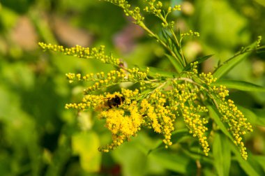 Solidago, goldenrods, yaygın olarak adlandırılan bir tür Aster, bitki ailesindeki çiçekli bitki cinsidir. Bunların çoğu çok yıllık otsu türler açık yerlerde bulundu