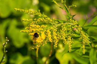 Solidago, goldenrods, yaygın olarak adlandırılan bir tür Aster, bitki ailesindeki çiçekli bitki cinsidir. Bunların çoğu çok yıllık otsu türler açık yerlerde bulundu