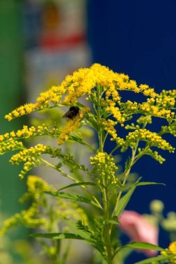 Solidago, goldenrods, yaygın olarak adlandırılan bir tür Aster, bitki ailesindeki çiçekli bitki cinsidir. Bunların çoğu çok yıllık otsu türler açık yerlerde bulundu