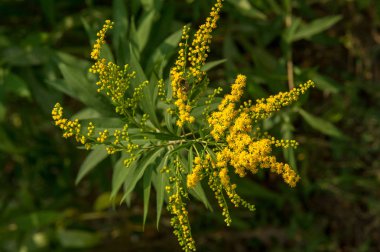 Solidago, goldenrods, yaygın olarak adlandırılan bir tür Aster, bitki ailesindeki çiçekli bitki cinsidir. Bunların çoğu çok yıllık otsu türler açık yerlerde bulundu