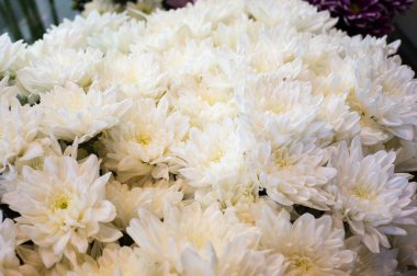 Bir buket çiçek, üstten görünüm, portre resim krizantem.