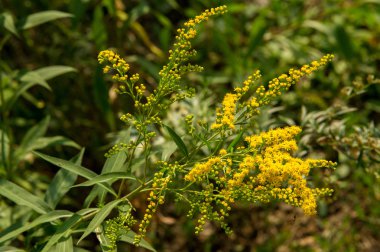 Solidago, goldenrods, yaygın olarak adlandırılan bir tür Aster, bitki ailesindeki çiçekli bitki cinsidir. Bunların çoğu çok yıllık otsu türler açık yerlerde bulundu