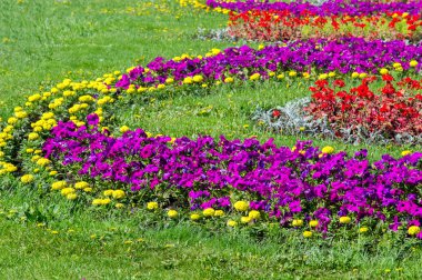 Bahar kentsel peyzaj. Şehir parkları. büyük şehir parkı yeşil çim alanı. güzel sabah ışık yeşil çim sahası ile kamu parki
