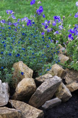 Anagallis cinsidir yaklaşık 20-25 tür çiçekli bitki ailesindeki Primulaceae, Kızıl Farekulağı'Farekulağı ' ve belki de en iyi bilinen yaygın olarak adlandırılan.