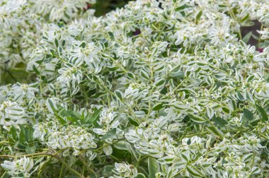 Doku arka plan. Snow-on-the-mountain, çayır üzerinde duman, alacalı spurge veya beyaz açılımına spurge bilinen Atatürk marginata küçük bir yıllık spurge ailesindeki alınır