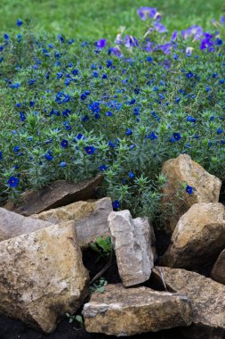 Anagallis cinsidir yaklaşık 20-25 tür çiçekli bitki ailesindeki Primulaceae, Kızıl Farekulağı'Farekulağı ' ve belki de en iyi bilinen yaygın olarak adlandırılan.