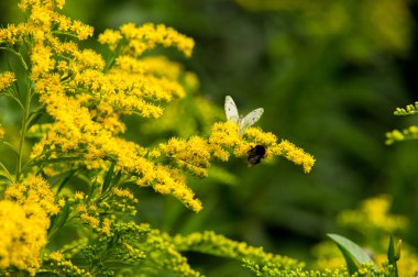 Solidago, goldenrods, yaygın olarak adlandırılan bir tür Aster, bitki ailesindeki çiçekli bitki cinsidir. Bunların çoğu çok yıllık otsu türler açık yerlerde bulundu