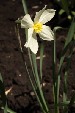 Arka plan doku, desen. Bahar manzara, beyaz nergis