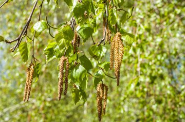 Arka plan resmi, bahar peyzaj, ağaçlar ilk yaprak dokusu