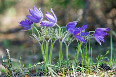 Bahar manzara. Çiçekleri içinde belgili tanımlık vahşi. Bahar çiçek Pulsatilla. Pasque çiçek ya da pasqueflower, Rüzgar çiçek, çayır bitkisi, Paskalya çiçek ve çayır anemone ortak adları dahil. 