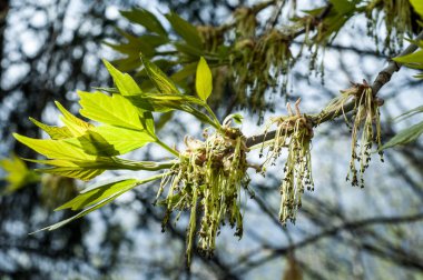 Arka plan resmi, bahar peyzaj, ağaçlar ilk yaprak dokusu
