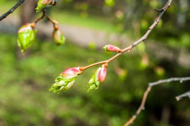 Arka plan resmi, bahar peyzaj, ağaçlar ilk yaprak dokusu