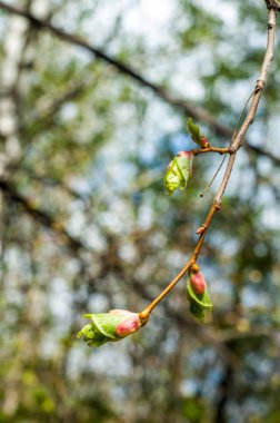 Arka plan resmi, bahar peyzaj, ağaçlar ilk yaprak dokusu