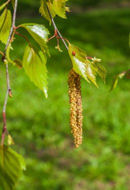 Arka plan resmi, bahar peyzaj, ağaçlar ilk yaprak dokusu