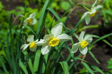 Arka plan doku, desen. Bahar manzara, beyaz nergis