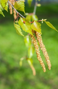 Arka plan resmi, bahar peyzaj, ağaçlar ilk yaprak dokusu