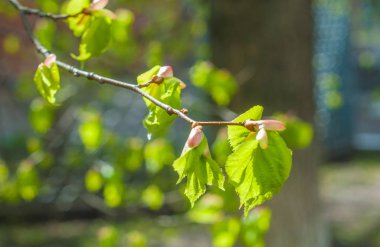 Arka plan resmi, bahar peyzaj, ağaçlar ilk yaprak dokusu